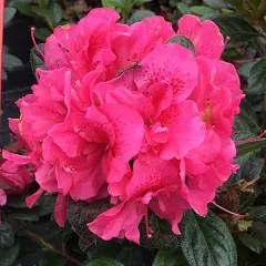 Perfecto Mundo Double Dark Pink Reblooming Azalea | One Quart