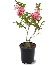 American Plant Exchange Tonto Crape Myrtle Tree