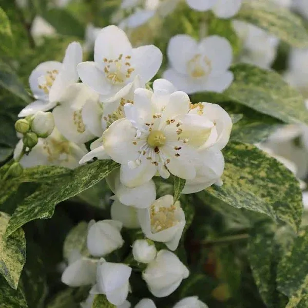 4.5 in. Quart, Illuminati Sparks™ (Philadelphus), Live Plants, Shrub, White Flowers