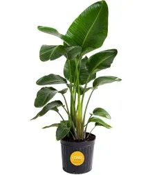 Costa Farms Indoor White Bird of Paradise House Plant in 10-Inch Nursery Pot