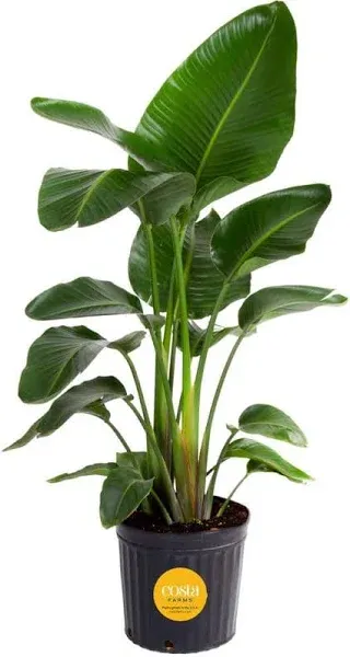 Costa Farms Indoor White Bird of Paradise House Plant in 10-inch Nursery Pot