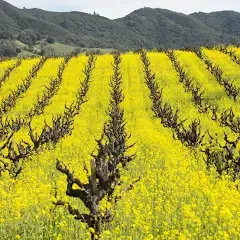 Mustard Cover Crop Seeds for Planting - 4 Oz ~50,000 Seeds - Farmer's Favorite Cover Crop Mix - Provides Great Coverage & Weed Control - Performs Well with Different Soil Types and Conditions