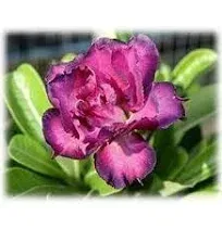 9GreenBox Desert Rose Double Purple Live Plant Ornament Decor