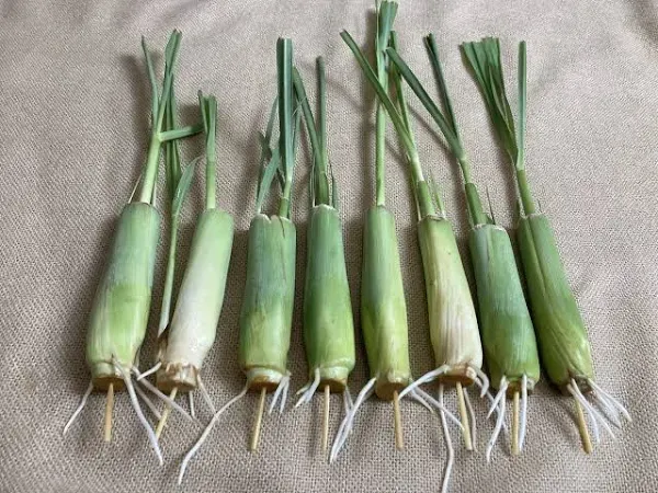 Lemon Grass Live Plant