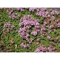 Red Creeping Thyme Plant