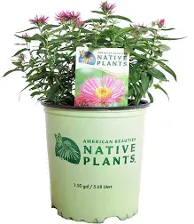 American Beauties Native Plants Aster New England 'Vibrant Dome' Perennial