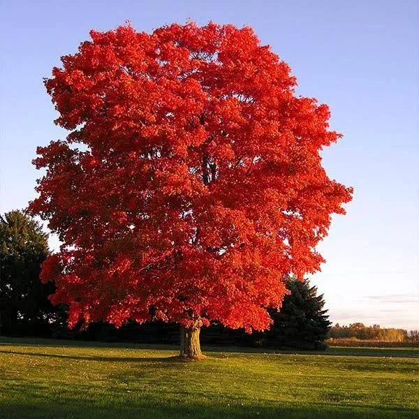 Brighter Blooms Red Sunset Maple Tree