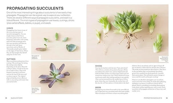 Succulents: Everything You Need to Select, Pair and Care for Succulents