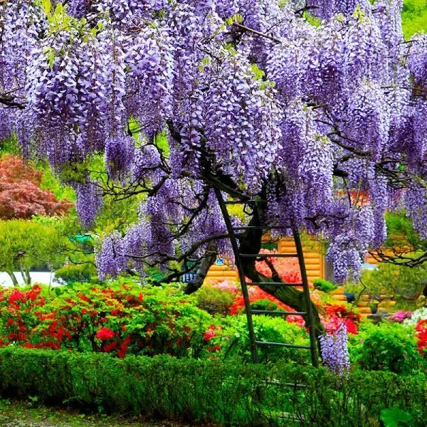 Brighter Blooms Wisteria Tree