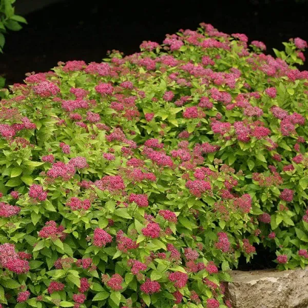 Double Play Gold Spirea | One Quart