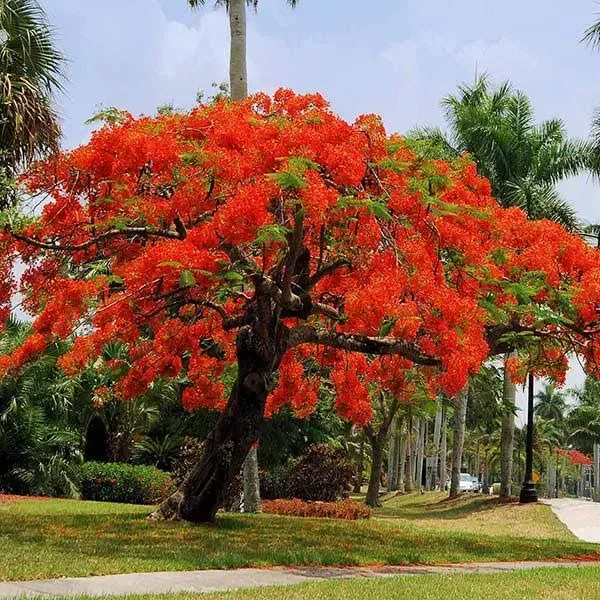 Fast-Growing-Trees.com Royal Poinciana Tree the Ornamental Flowering Tree with flaming beauty