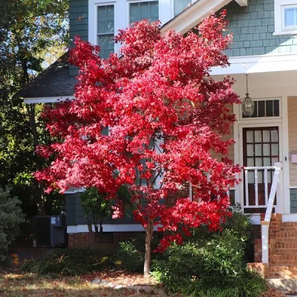 Bloodgood Japanese Maple Tree