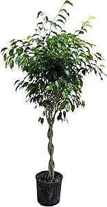 Benjamina Ficus Best Indoor Tree for Sale