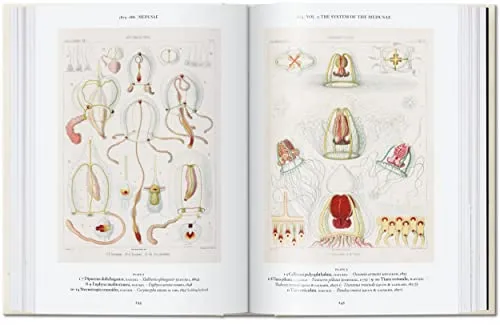 The Art and Science of Ernst Haeckel. 40th Ed