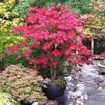 Brighter Blooms - Bloodgood Japanese Maple Tree, 1-2 ft. - No Shipping to AZ