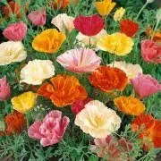 California Poppy Mission Bell Seeds - Eschscholzia Californica