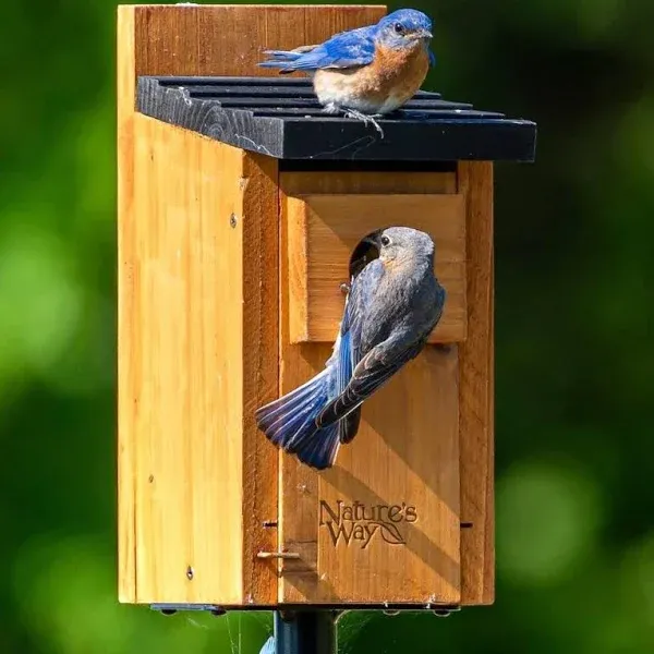 Nature's Way Cedar Bluebird Box House