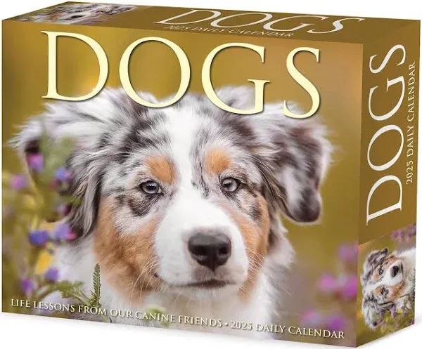 Dogs 2025 Box Calendar