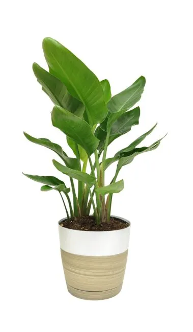 Costa Farms White Bird of Paradise, Live Indoor Plant in Modern Décor Planter...