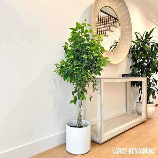 Benjamina Ficus Best Indoor Tree for Sale