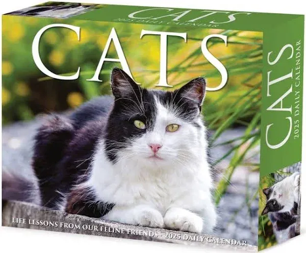 Willow Creek Cats 2025 6.2&#034; x 5.4&#034; Box Calendar w