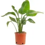 Costa Farms White Bird of Paradise House Plant in 10-in Pot