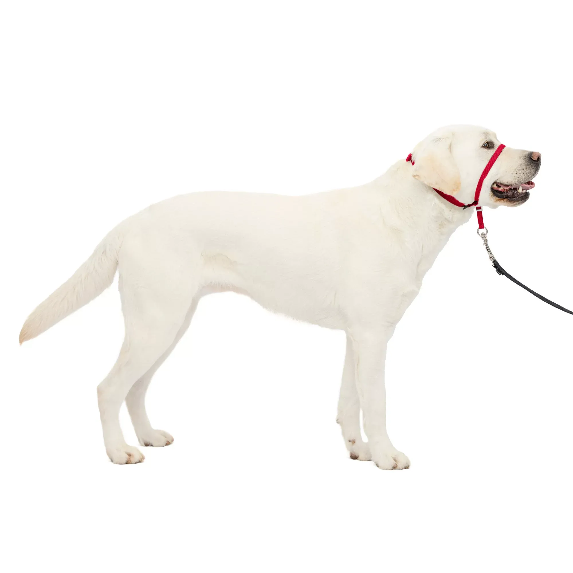 PetSafe Gentle Leader Headcollar Large / Red