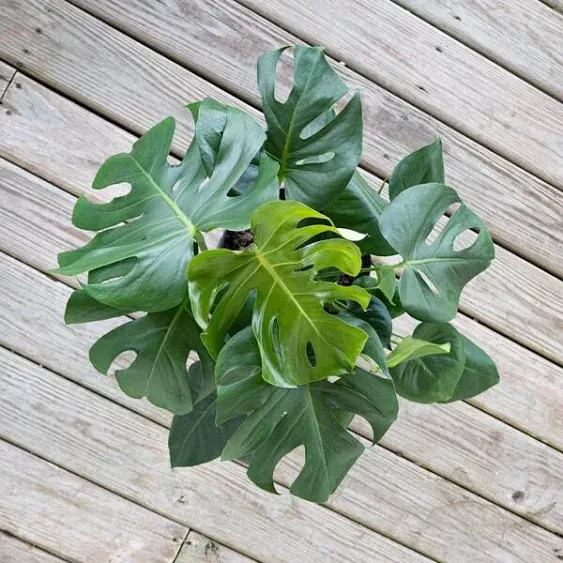 United Nursery Monstera Deliciosa Split Leaf Philodendron Swiss Cheese Plant in ...