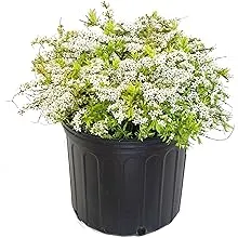 Spiraea thun. 'Ogon' (Mellow Yellow) (Spirea) Shrub, #3 - Size Container