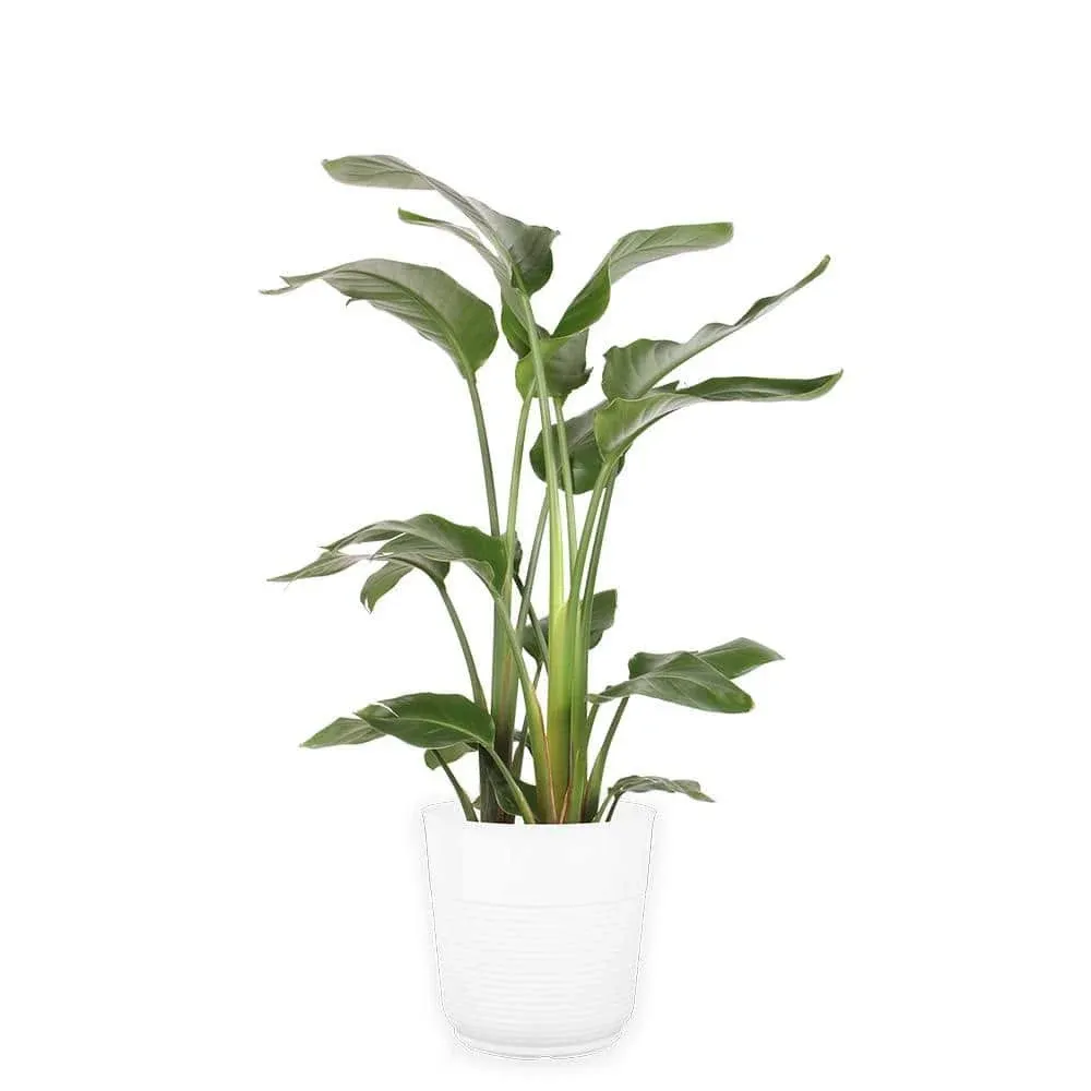 Costa Farms White Bird of Paradise Indoor Plant in 10 in. Grower Pot, Avg ...