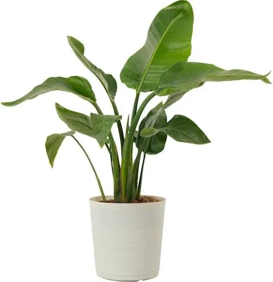 Costa Farms 10 in. White Bird in Paradise Planter