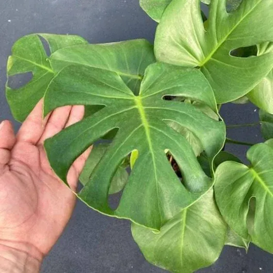 Monstera Deliciosa, Monstera, Split Leaf Philodendron