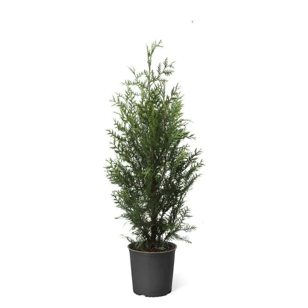 Brighter Blooms Thuja Green Giant