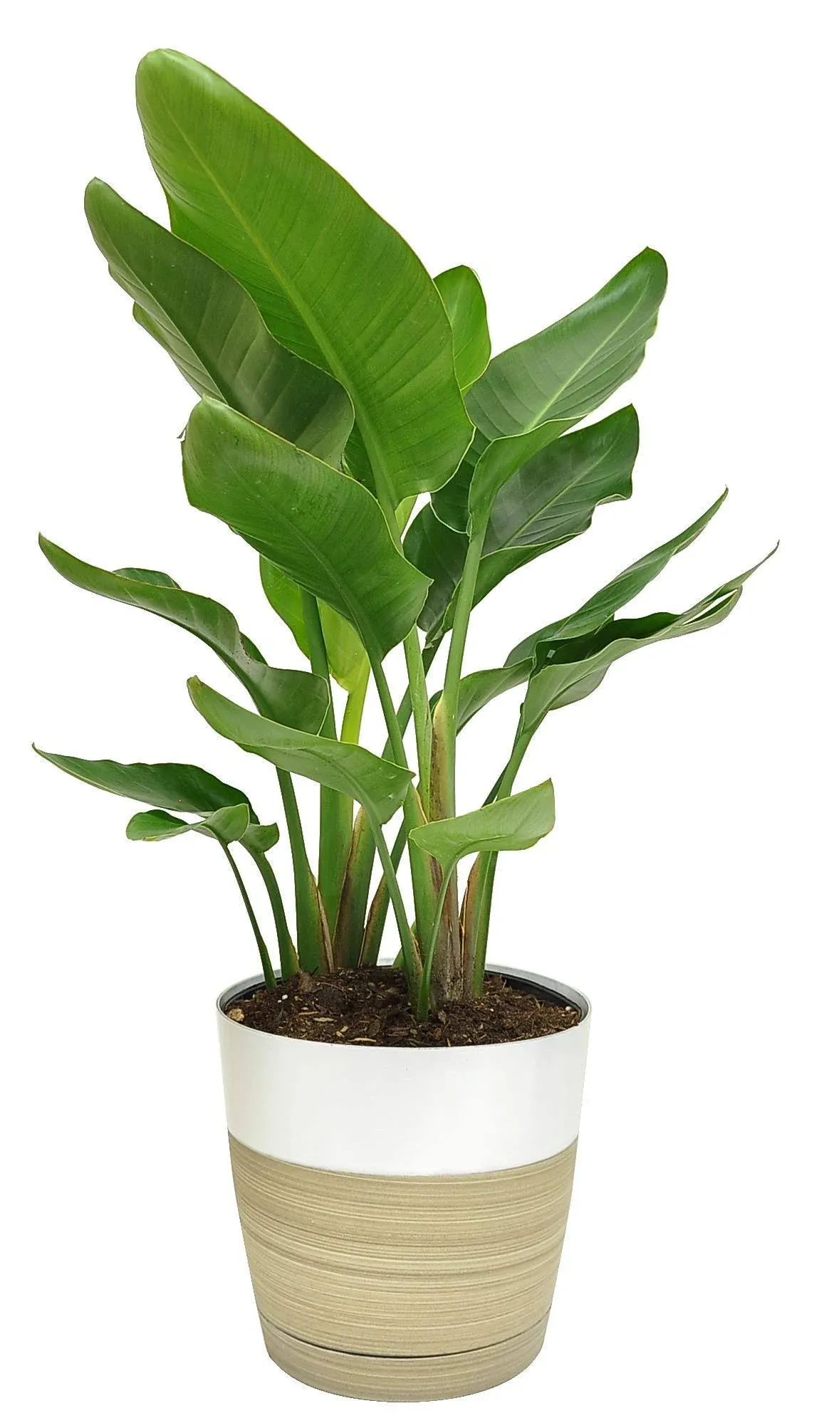 Costa Farms White Bird of Paradise, Live Indoor Plant in Modern Décor Planter, Natural Air Purifier Fresh From Farm, Great House Warming Gift, Living Room Decor, Tropical Home Decor, 2 Feet Tall