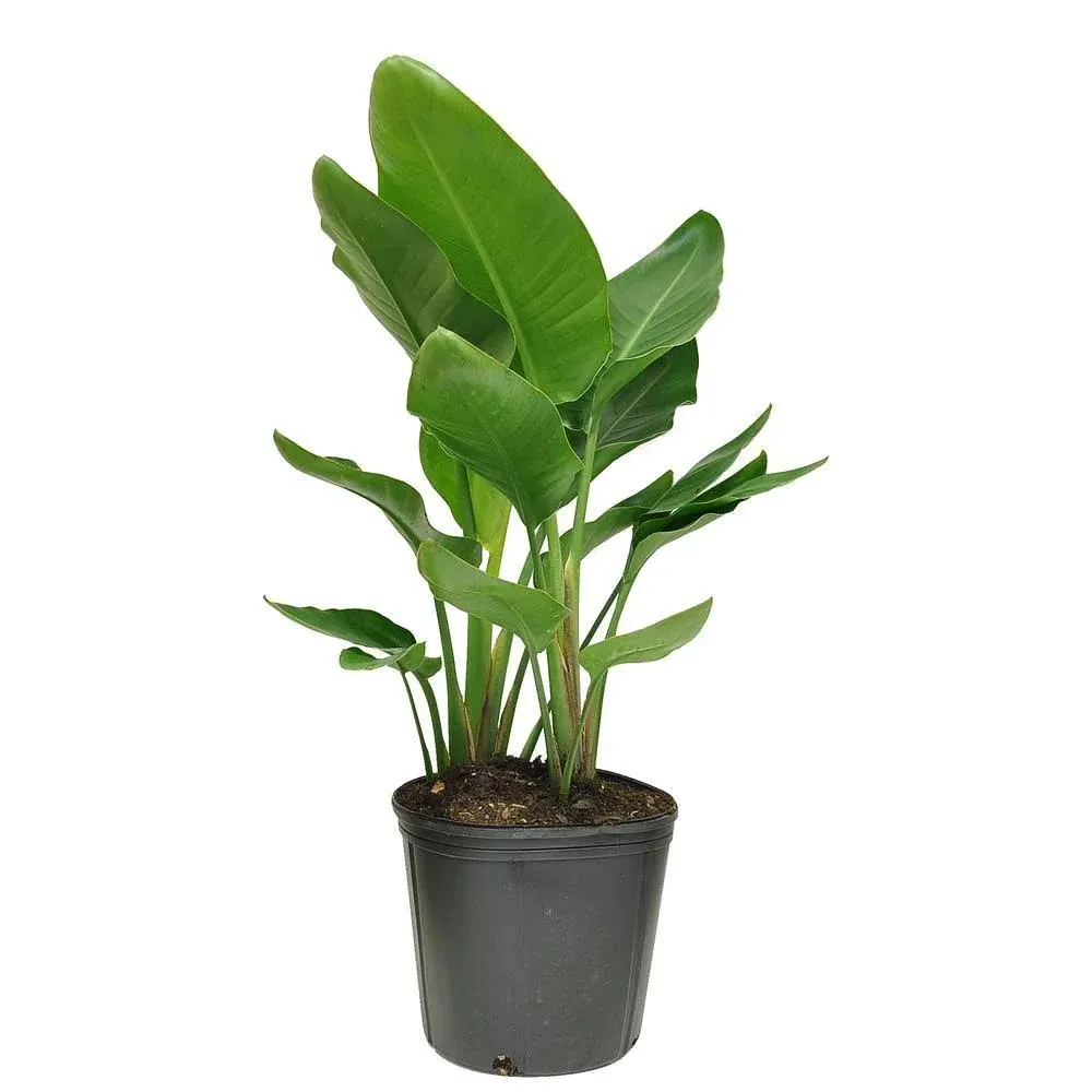 Costa Farms White Bird of Paradise Indoor Plant in 10 in. Grower Pot, Avg. Shipping Height 2-3 ft. Tall