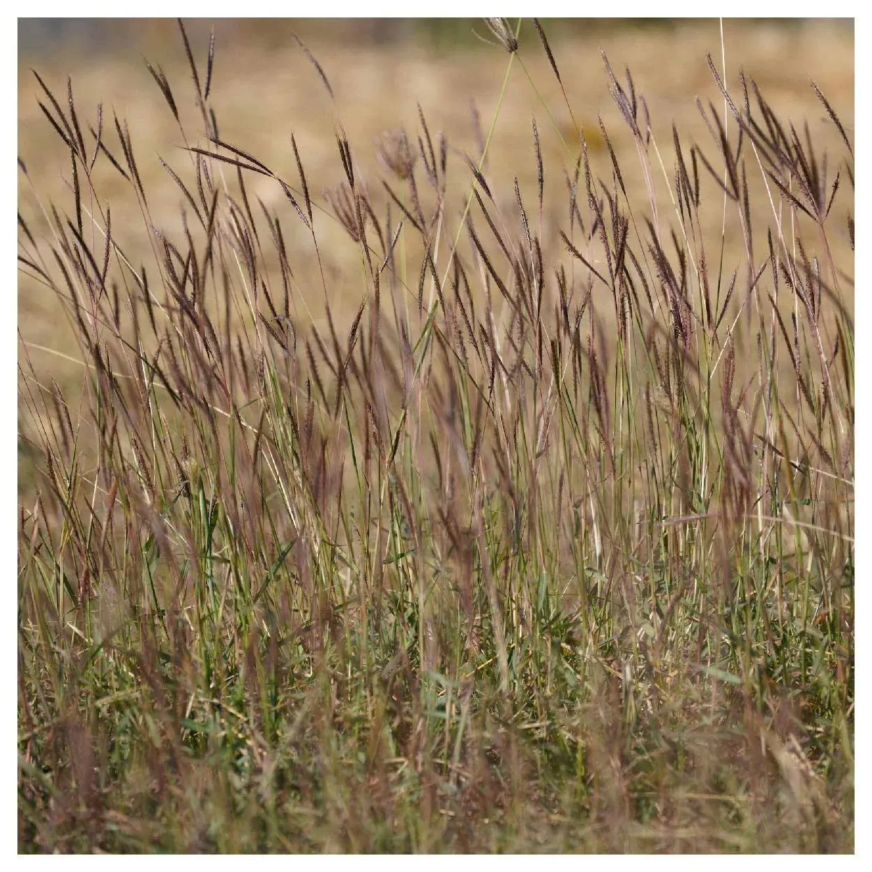 Everwilde Farms - 1 Lb Big Bluestem Native Grass Seeds - Gold VaultEverwilde Farms - 1 Lb Big Bluestem Native Grass Seeds - Gold Vault