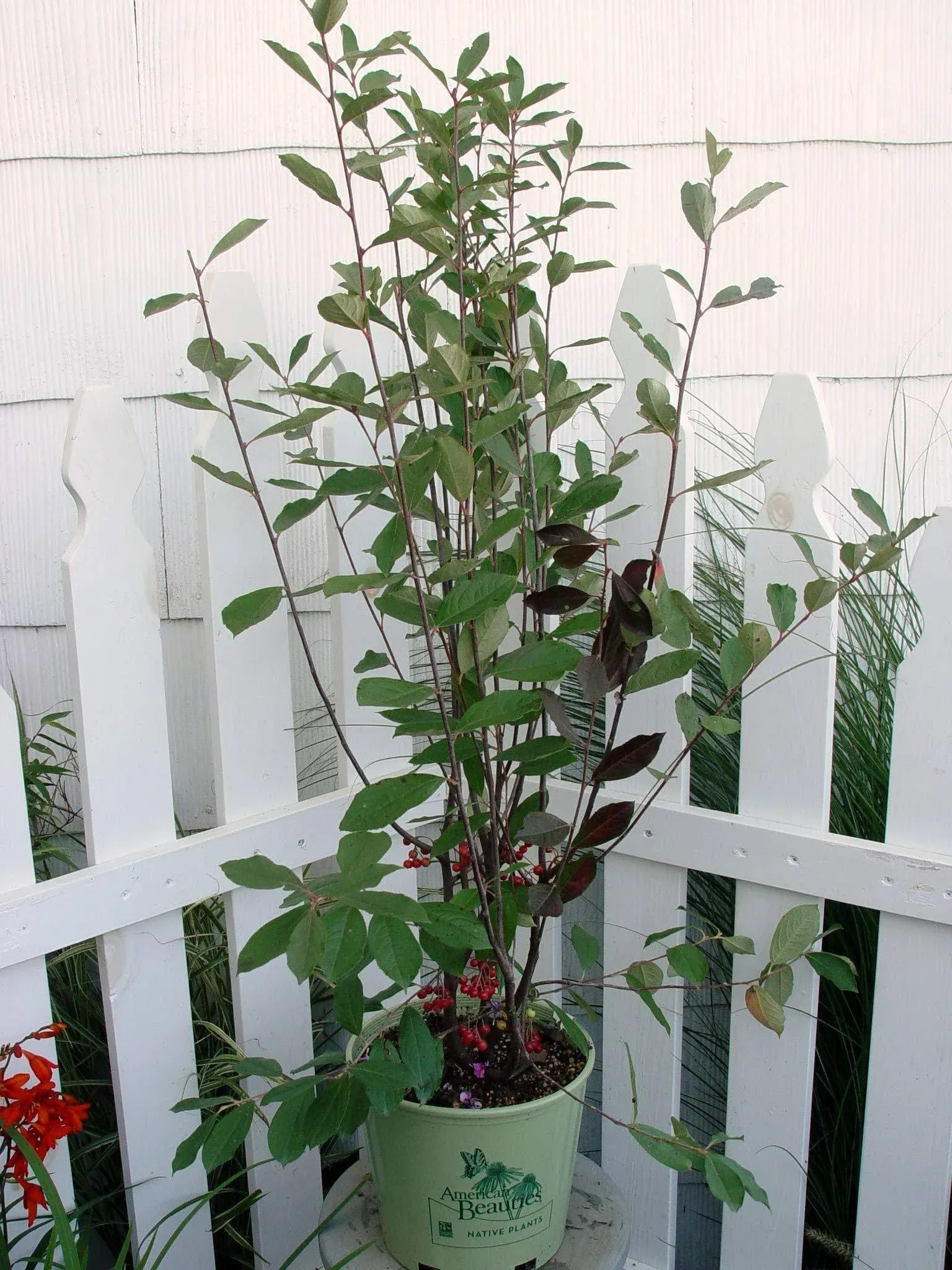 Aronia arb. 'Brilliantissima' (Red Chokeberry) Shrub, 3-Size Container, White Flowers