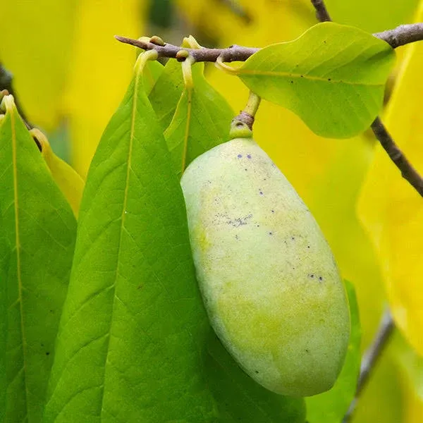 Brighter Blooms - American Paw Paw Tree, 3-4 ft. - No Shipping to AZ