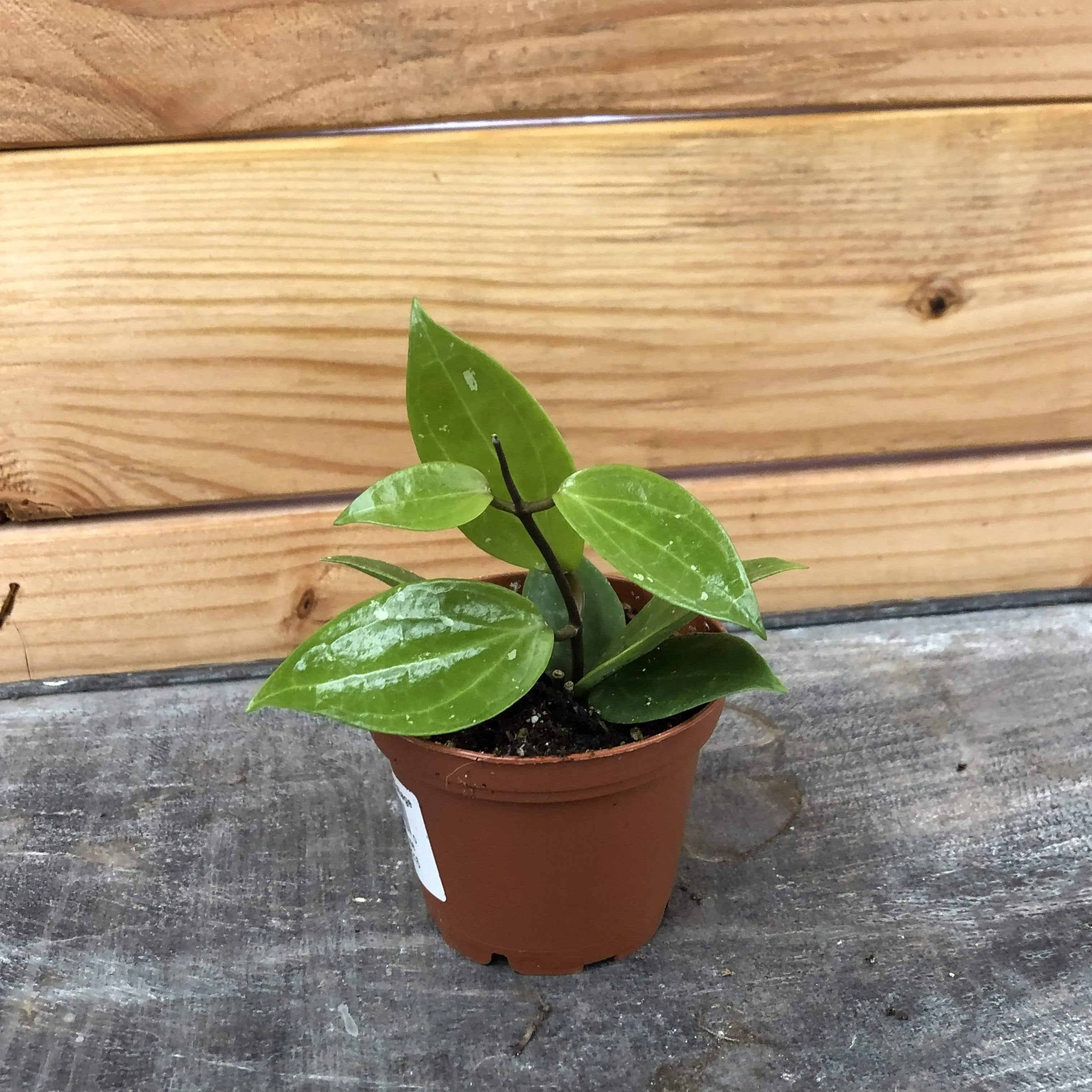 The Plant Farm Hoya Limoniaca Plant