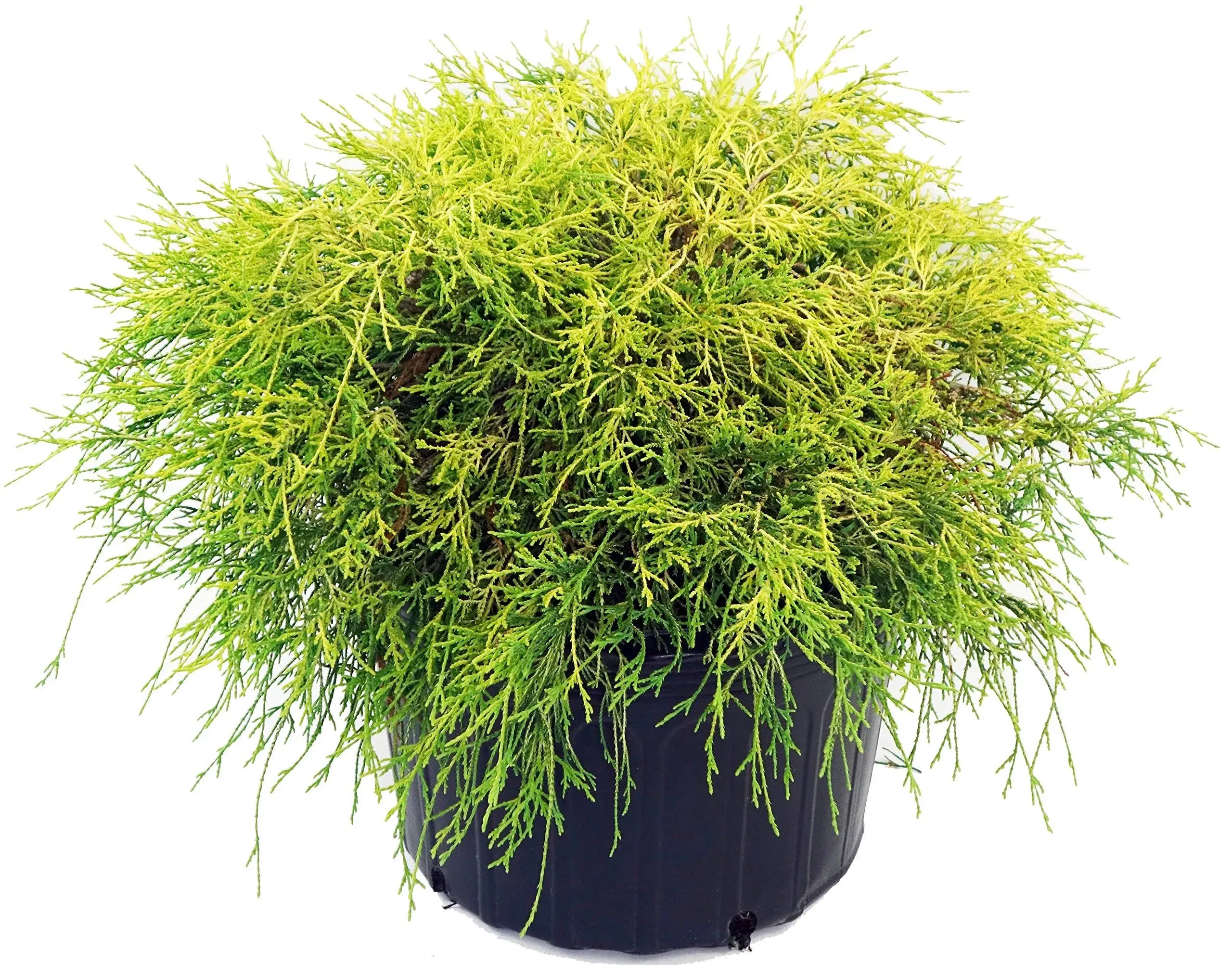 Gold Thread Cypress, Yellow Leafed Evergreen in 3 Gallon Pot - Chamaecyparis ...