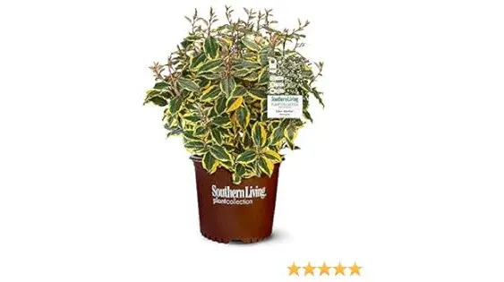 Southern Living 2 gal. Olive Martini Elaeagnus Shrub