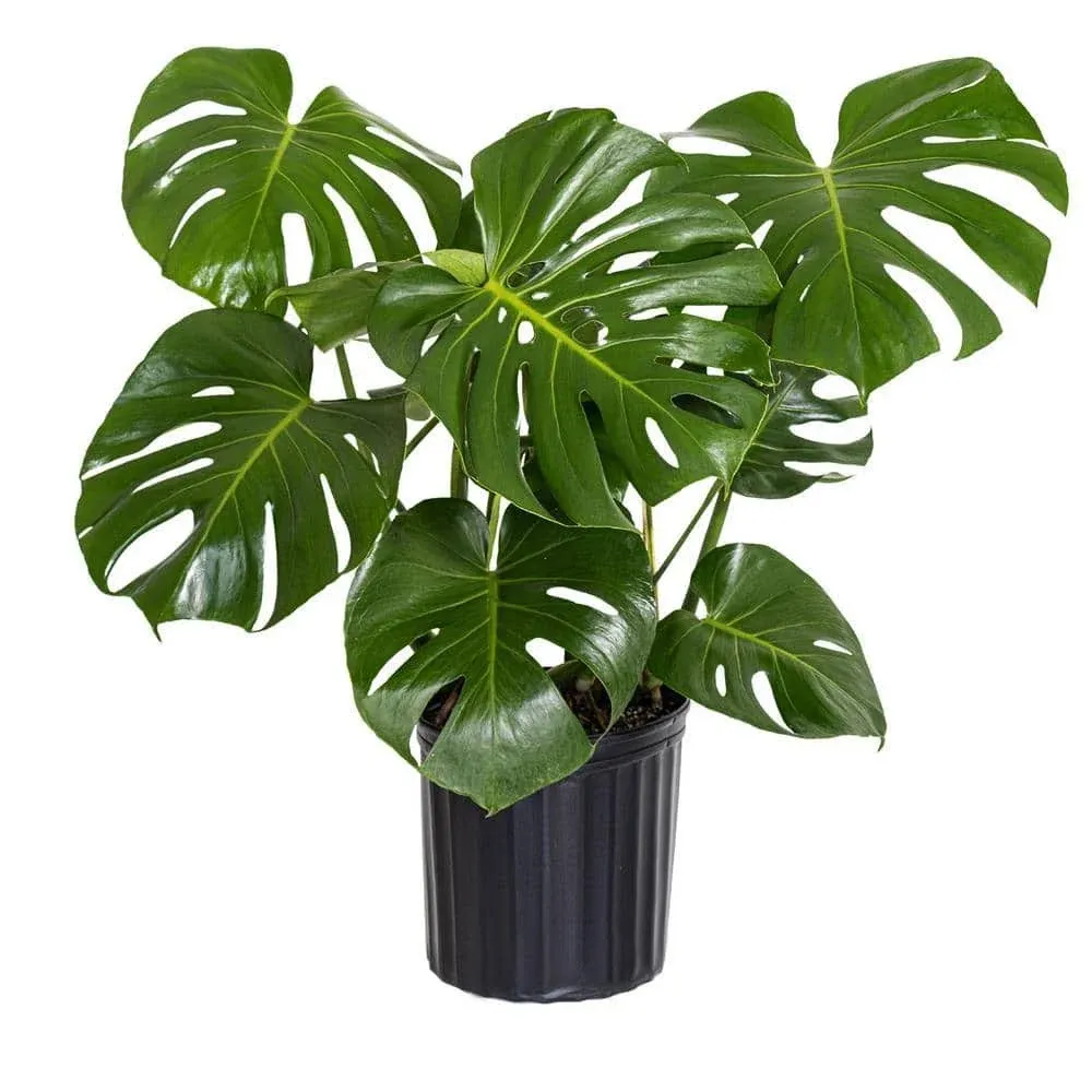 United Nursery Monstera Deliciosa, Split Leaf Philodendron, Swiss Cheese Plant Live Indoor Outdoor House Plant in 9.25 inch Grower Pot, Fresh from our Florida Farm