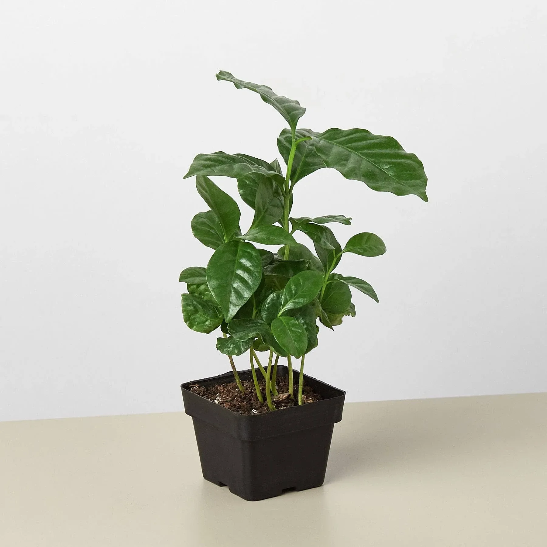 House Plant Shop | Arabica 'Coffee' - 3" Pot | Live Indoor Plant | Free Care Guide