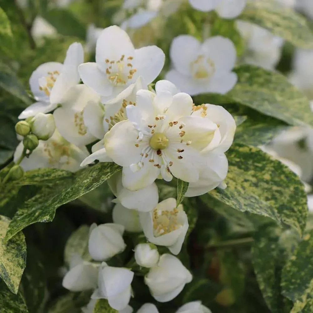 Proven Winners White Illuminati Sparks Mock Orange (Philadelphus) Flowering Shrub in 1-Gallon Pot | PHIPRC0016101