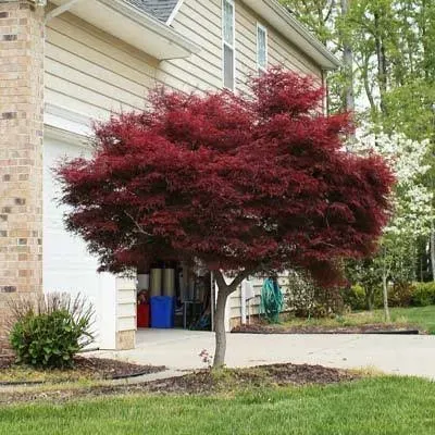 Brighter Blooms - Bloodgood Japanese Maple Tree, 2-3 ft. - No Shipping to AZ