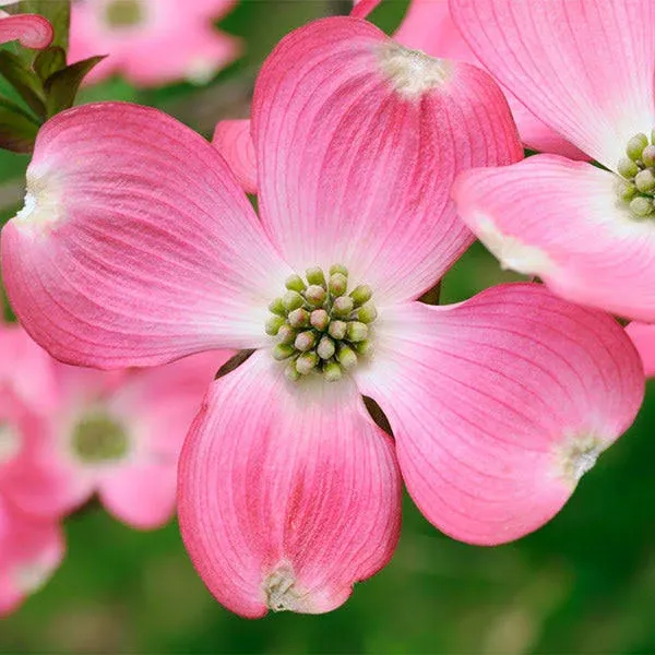 Brighter Blooms Pink Dogwood Tree