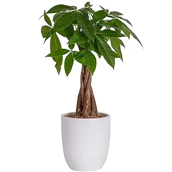 Live Plant, Money Tree, Indoor House Plant, by Costa Farms, Medium