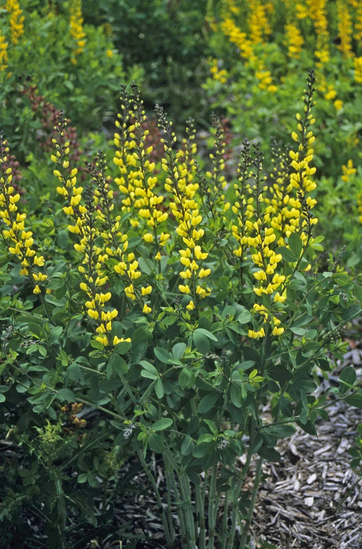 Proven Winners - Baptisia DECADENCE 'Lemon Meringue' (False Indigo) Perennial, yellow flowers, #1 - Size Container