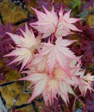 Brighter Blooms Coral Bark Japanese Maple Tree