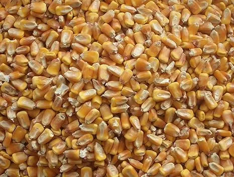 CountryMax Bulk Whole Corn for Wildlife Feeding (1, 50 Pounds)